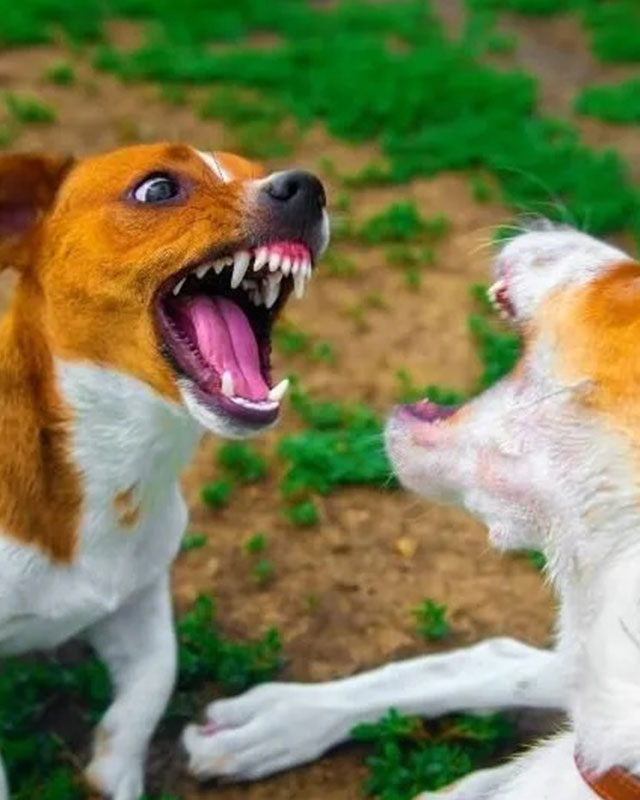 dog bite lawyer near me in georgia